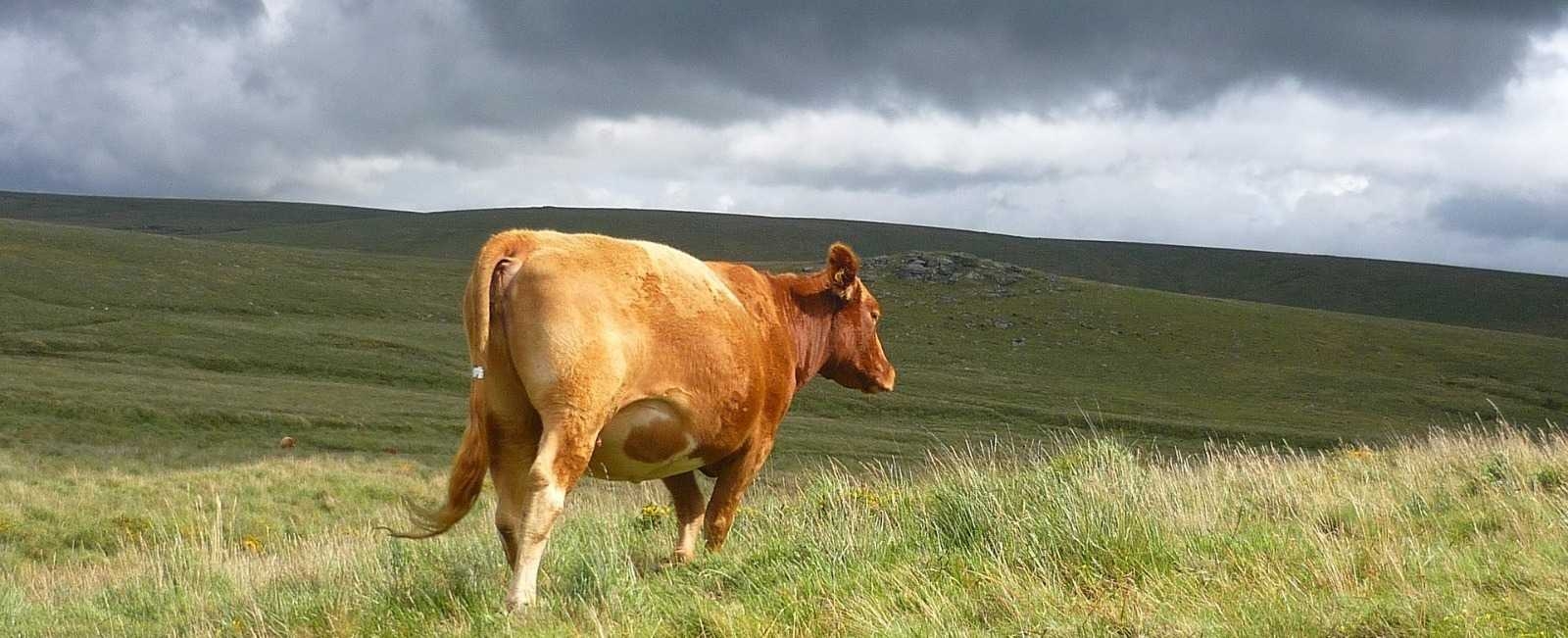 ОБЗОР СЕЛЬСКОХОЗЯЙСТВЕННОЙ ОТРАСЛИ РК