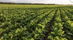 В ОБЛАСТИ ЖЕТЫСУ ПЛАНИРУЮТ В ТРИ РАЗА УВЕЛИЧИТЬ ПОСЕВЫ САХАРНОЙ СВЕКЛЫ