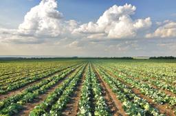 В КАЗАХСТАНЕ РАССМОТРЯТ СТРАХОВАНИЕ ПОСЕВОВ ОТ САЙГИ И САРАНЧИ