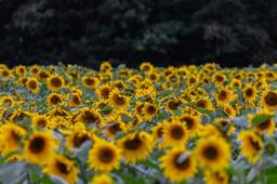 СПОРНАЯ ПОШЛИНА: КАК УРЕГУЛИРОВАЛИ ДИСКУССИИ О ВВЕДЕНИИ ЭКСПОРТНОЙ ПОШЛИНЫ НА ПОДСОЛНЕЧНИК