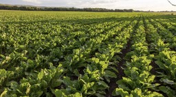 В ОБЛАСТИ ЖЕТЫСУ ПЛАНИРУЮТ В ТРИ РАЗА УВЕЛИЧИТЬ ПОСЕВЫ САХАРНОЙ СВЕКЛЫ