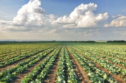 В КАЗАХСТАНЕ РАССМОТРЯТ СТРАХОВАНИЕ ПОСЕВОВ ОТ САЙГИ И САРАНЧИ