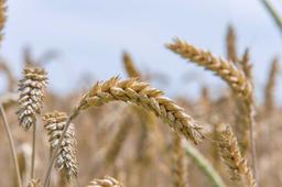 ВИДЫ НА ЭКСПОРТ: КАЗАХСТАН РАССЧИТЫВАЕТ ПРОДАТЬ 9 МЛН ТОНН ПШЕНИЦЫ