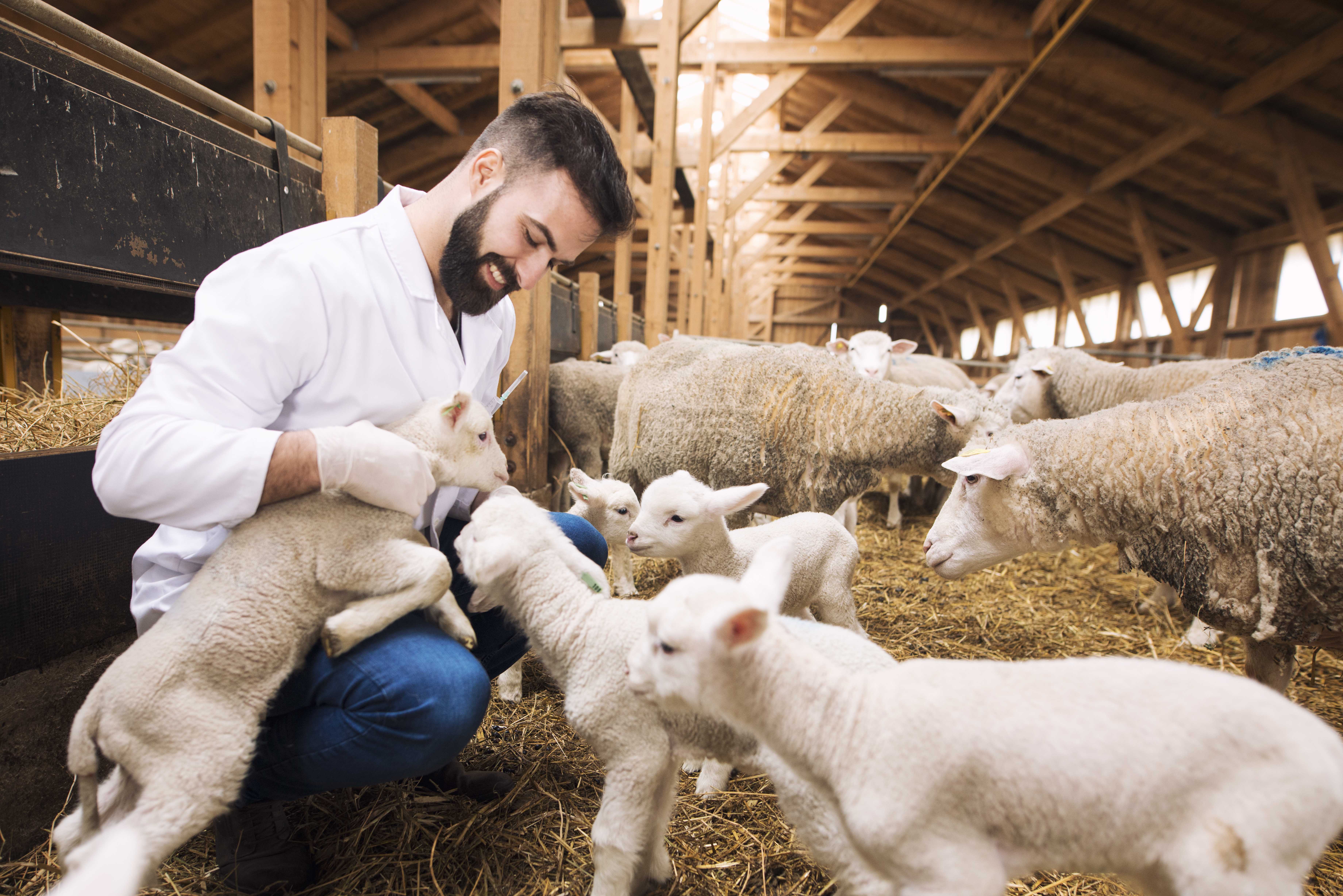 veterinar-zabotitsa-o-agnatah-na-ovcevodceskoi-ferme.jpg