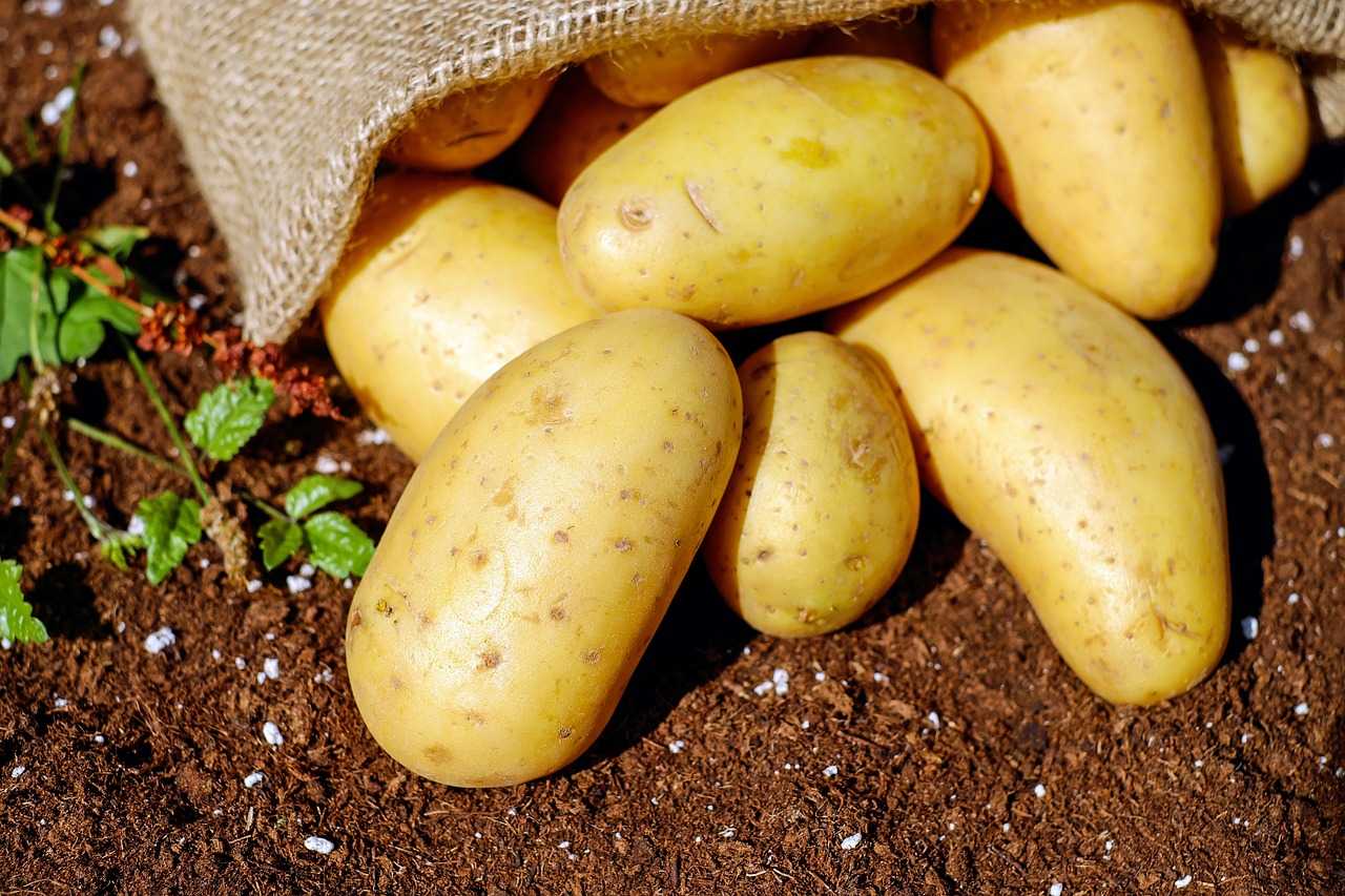ТОРГОВЫЕ СЕТИ КАЗАХСТАНА ГОТОВЫ НАПРЯМУЮ ЗАКУПАТЬ КАРТОФЕЛЬ У ФЕРМЕРОВ