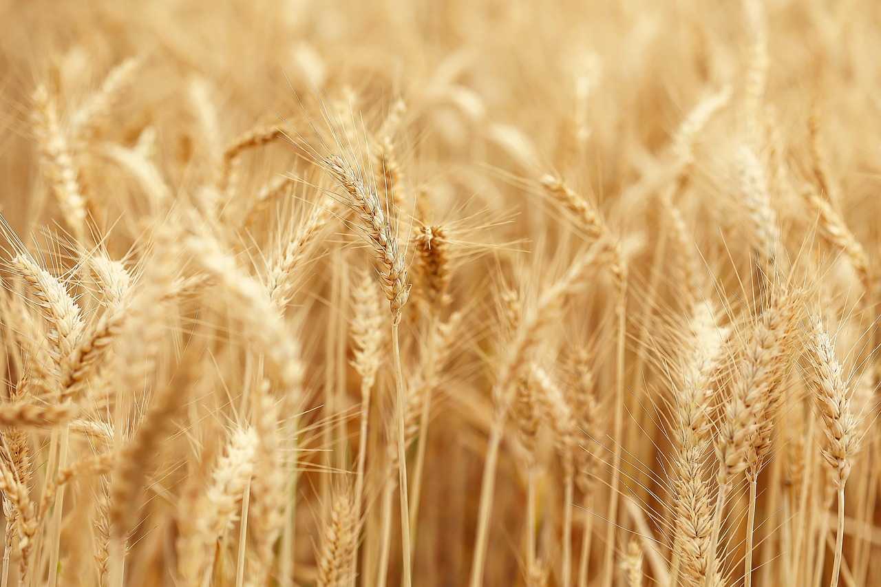 ОБЪЕМ ВАЛОВОЙ ПРОДУКЦИИ АПК В 2025 ГОДУ СОСТАВИТ ₸9 ТРЛН — ПРОГНОЗ МСХ